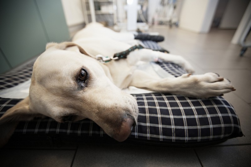Filariosis, or heartworm, a preventable problem for dogs in Spain