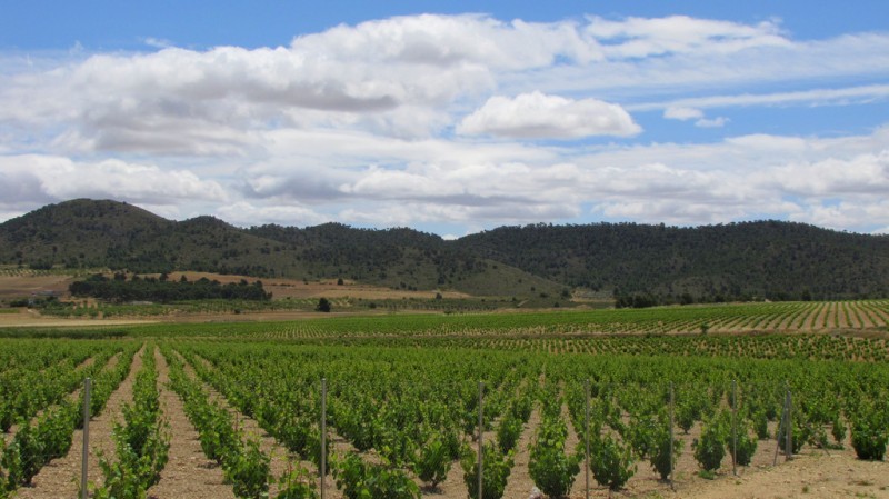 Open daily: La Ruta del Vino or Wine Route of Jumilla: visiting the wineries