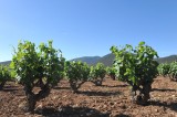 Thursday 27th September ENGLISH language guided Bullas wine tour (Bodegas Monastrell)