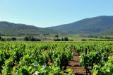 Thursday 11th October ENGLISH language Bullas Wine Tour (Bodegas Balcona)