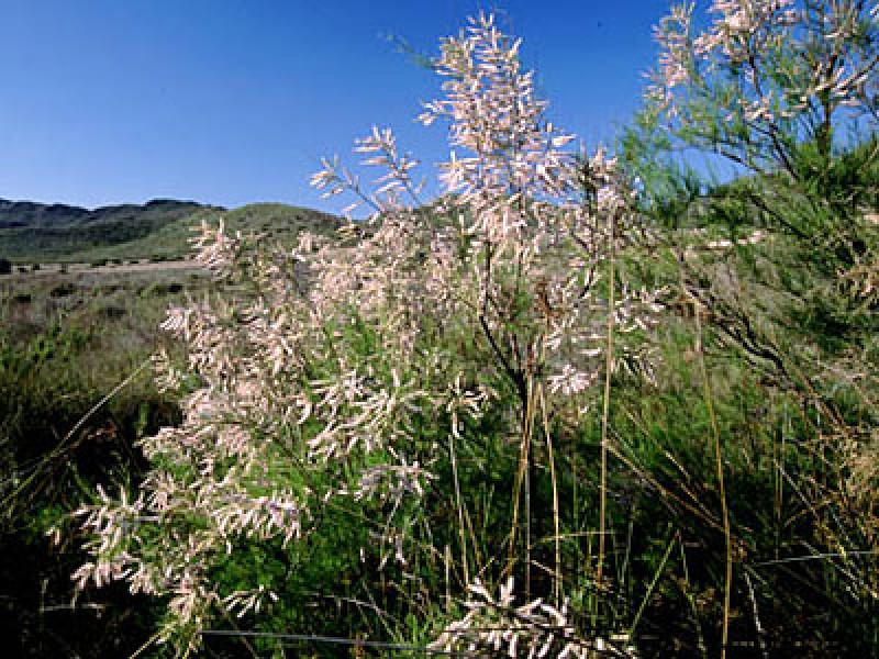 The nature reserve of the riverbank woodland in Cañaverosa