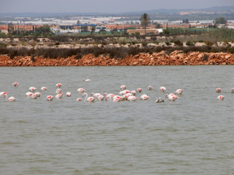 Flamingos busy applying make-up and dancing in the Salinas Regional Park