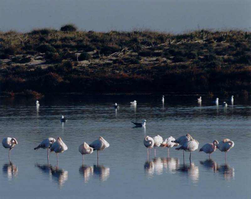 Flamingos busy applying make-up and dancing in the Salinas Regional Park