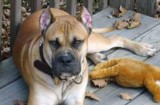 Three seriously injured as pet mastiff turns on its owners in Galicia
