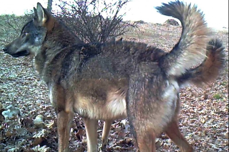 <span style='color:#780948'>ARCHIVED</span> - Hunters face trial in central Spain accused of killing wolf