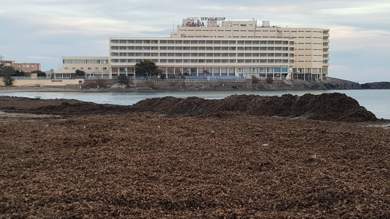 <span style='color:#780948'>ARCHIVED</span> - Seaweed piled up as a protective barrier at Playa de Galúa in La Manga!