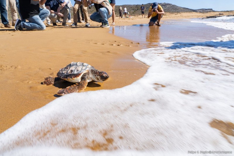 <span style='color:#780948'>ARCHIVED</span> - Ten of the first turtles to be born in Murcia region for 100 years released on Monday