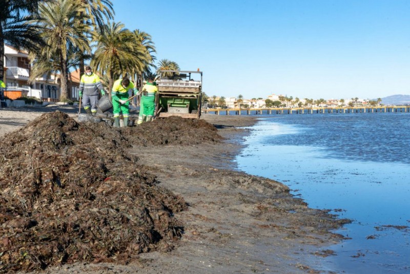 <span style='color:#780948'>ARCHIVED</span> - Sea grass and algae being cleared from Mar Menor beaches again