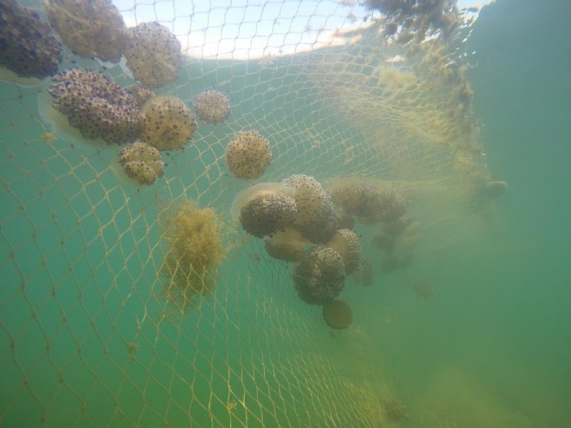 <span style='color:#780948'>ARCHIVED</span> - Regional government spending 1.1 million euros on Mar Menor jellyfish nets