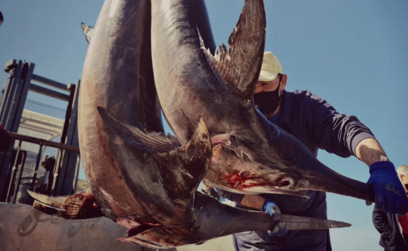<span style='color:#780948'>ARCHIVED</span> - Tuna and swordfish season under way along the Mediterranean coast of Murcia