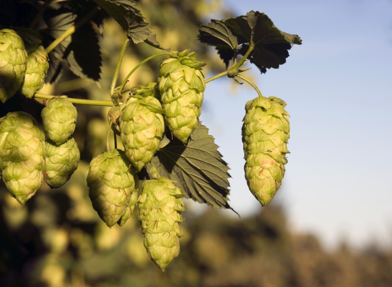 <span style='color:#780948'>ARCHIVED</span> - Experimental hop growing project in north-west Murcia  looking positive