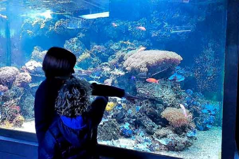 <span style='color:#780948'>ARCHIVED</span> - Murcia Aquarium reopens to the public from October 27