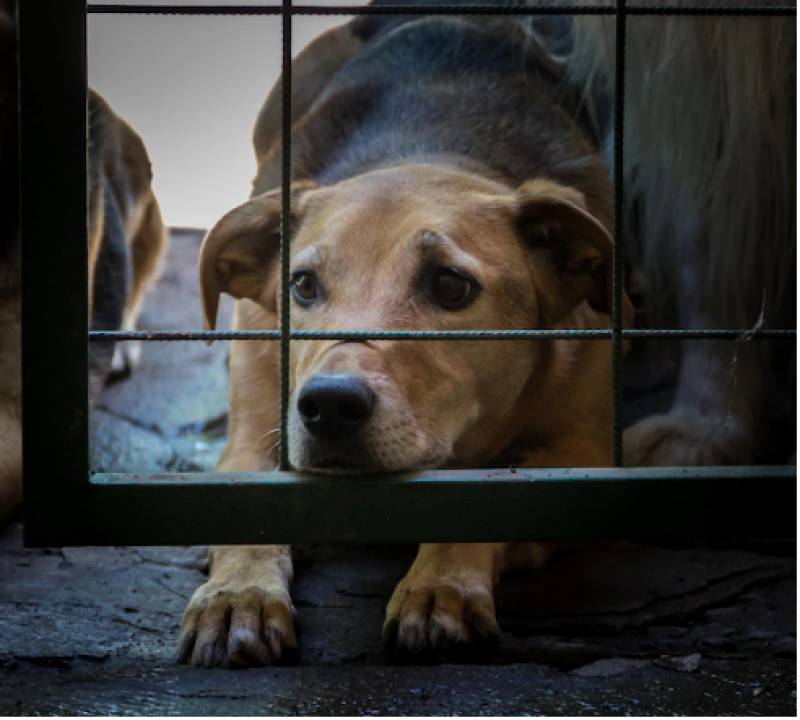 <span style='color:#780948'>ARCHIVED</span> - More jail time for abusing a dog than a person: why the new Animal Welfare Law in Spain is causing ructions