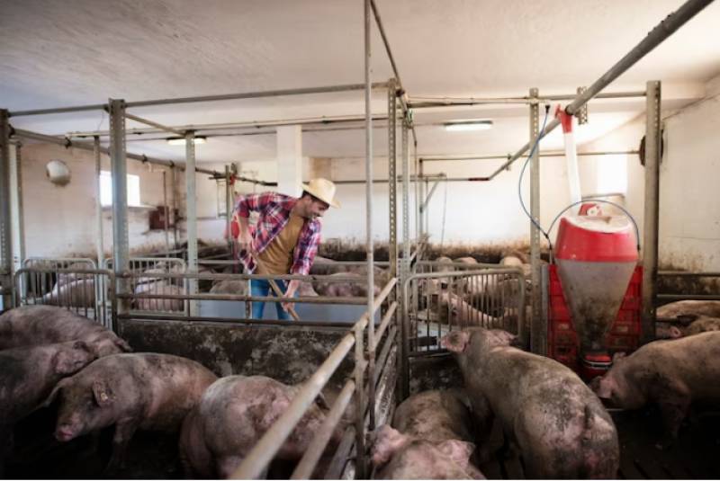 <span style='color:#780948'>ARCHIVED</span> - Pig farms in Lorca now have to be 1,500 metres from schools and homes