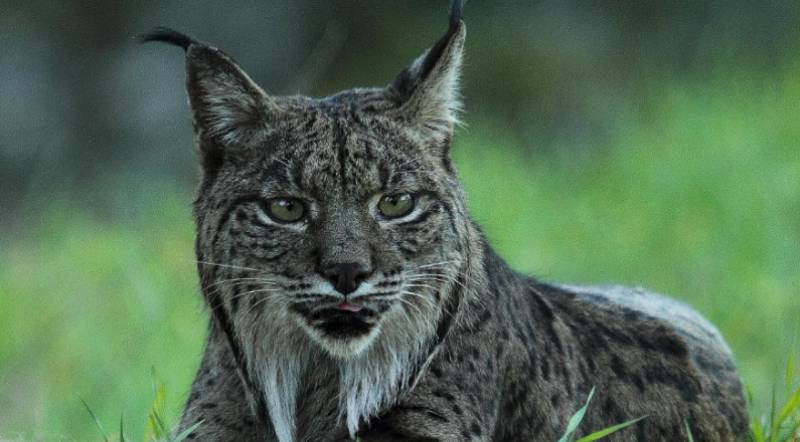 <span style='color:#780948'>ARCHIVED</span> - Iberian lynx arrive at their new Lorca home