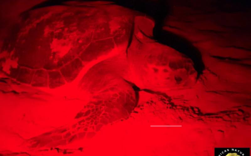 Interfering tourists prevent loggerhead turtle lying eggs in Torrevieja