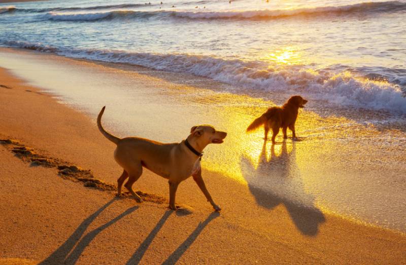 8 dog-friendly beaches in the Region of Murcia