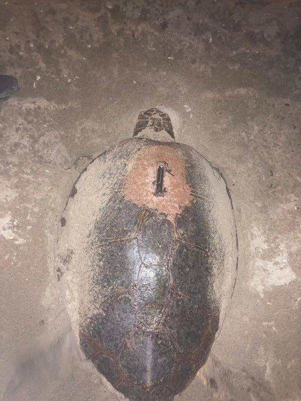 Isla Plana sea turtle finally lays eggs after three years of failed attempts