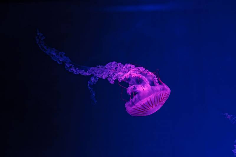 10 most common - and dangerous - jellyfish found in the waters in Spain