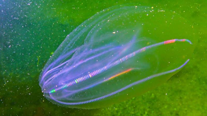 10 most common - and dangerous - jellyfish found in the waters in Spain