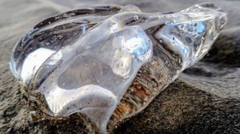 Salps: The jelly-like creatures invading Spanish beaches