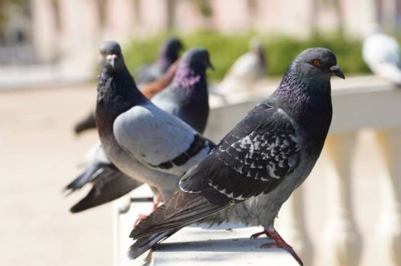 Lorca recruits falcons to cull pigeon population