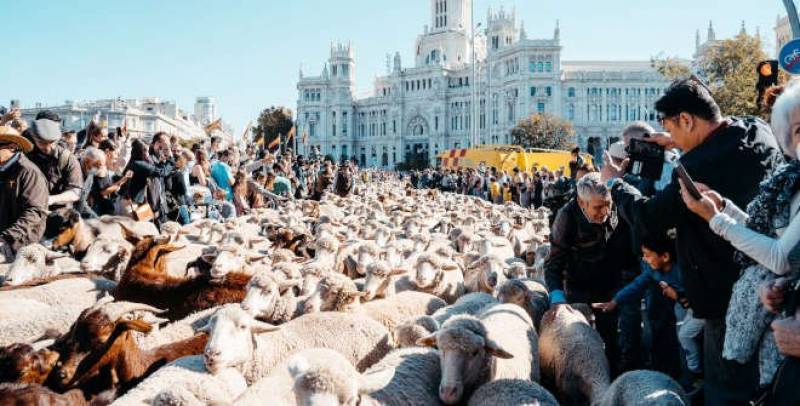 Madrid suspends Transhumance Festival due to outbreak of bluetongue disease