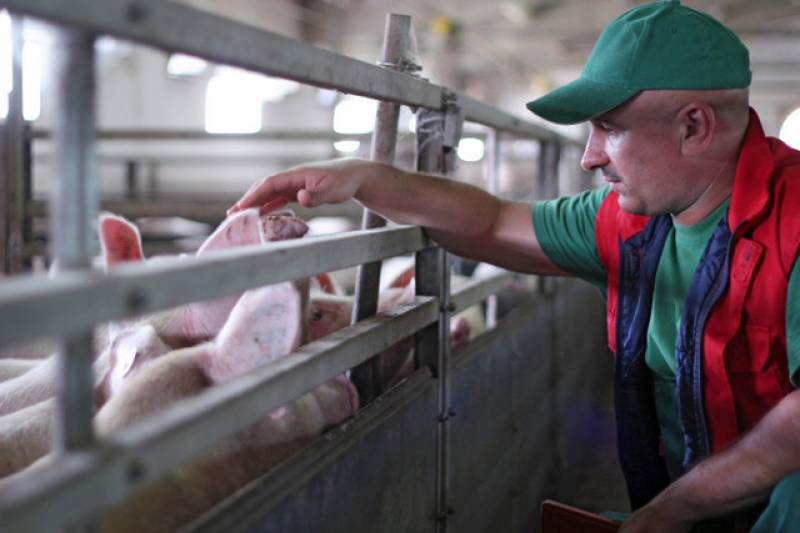 Pioneering breakthrough made in Murcia: Pig farms with no bad odours or greenhouse gases