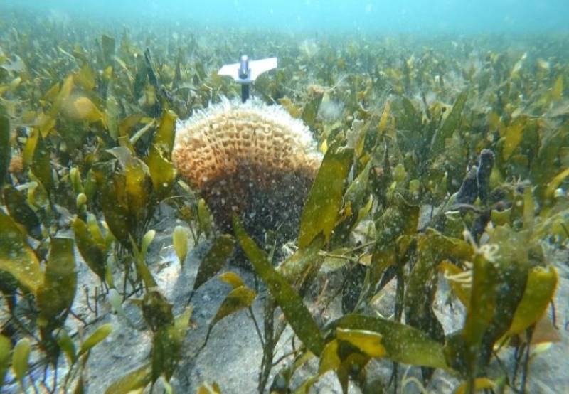 Giant mussels return from brink of extinction in Mar Menor