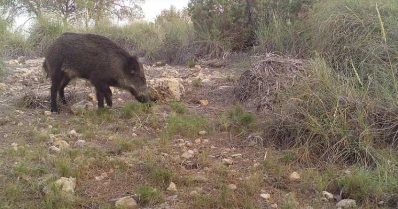Wild boar numbers in Murcia revealed through groundbreaking wildlife survey