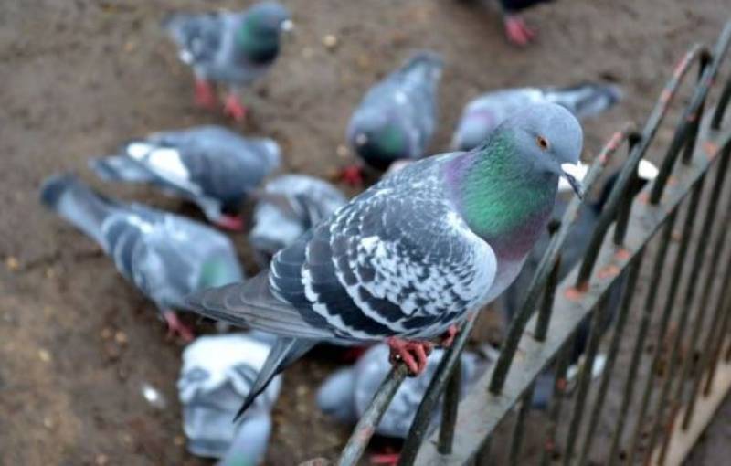 Elche explores using birds of prey to curb pigeon population
