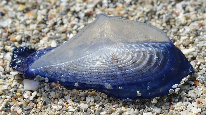 Blue dragon reappears in Mallorca after vanishing for over 300 years