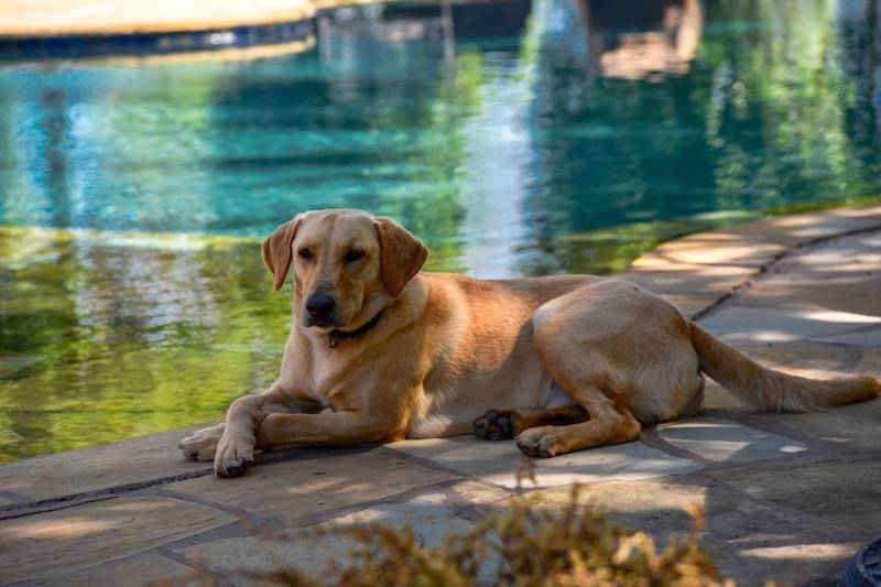 How to keep your pets safe and cool during Spain's summer heat waves