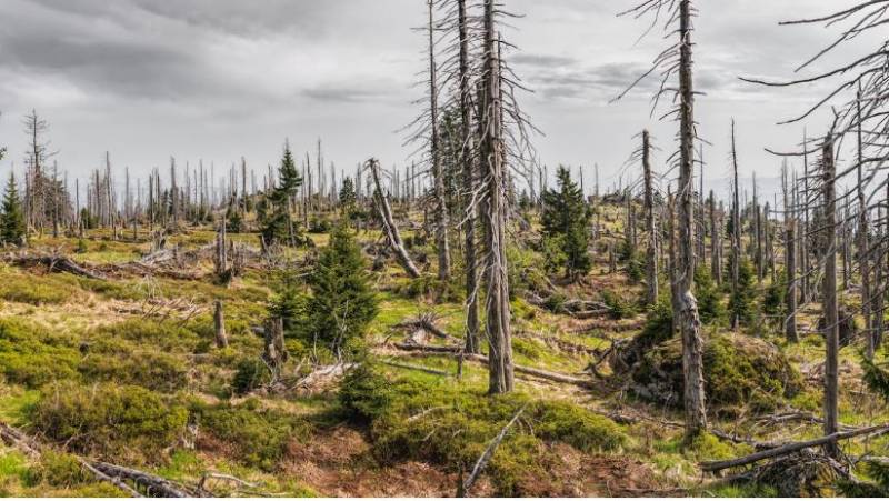 Drought kills 1.3 million trees in Murcia and triggers pest alerts