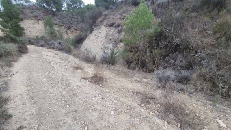 Murcia steps up fire prevention as forests face drought and pest outbreaks