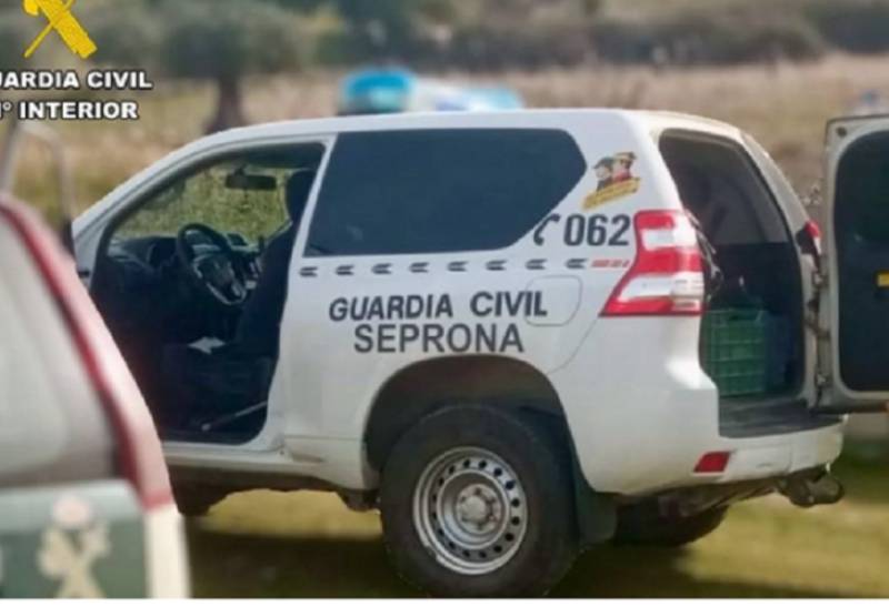 Tragic deaths of 27 hunting dogs on ferry in Palma spark Guardia Civil investigation