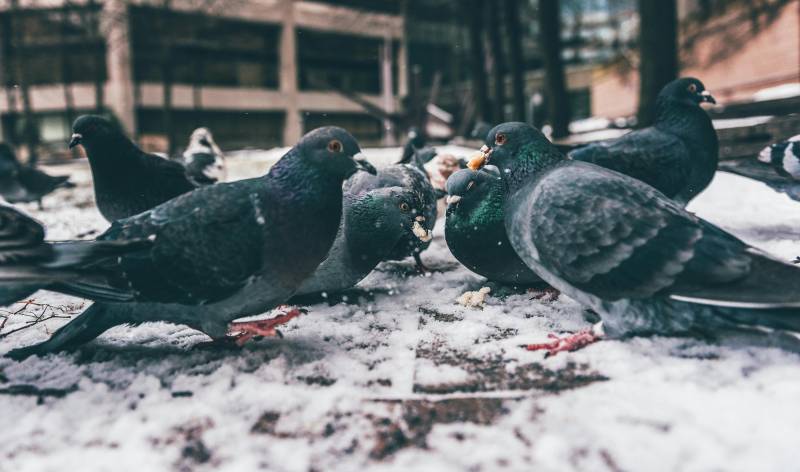 Lorca slashes pigeon numbers by 39% - but locals want even cleaner streets