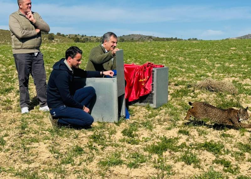 Lorca highlands welcome another young breeding pair of lynx