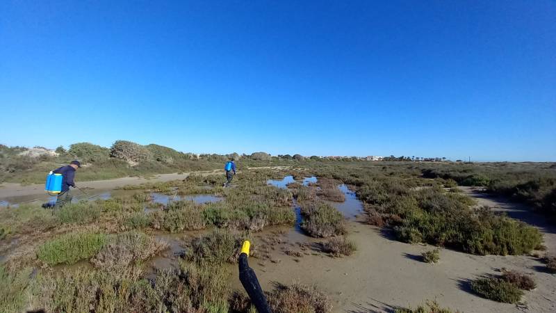 Warmer spring weather means the mosquitoes are back in the Region of Murcia