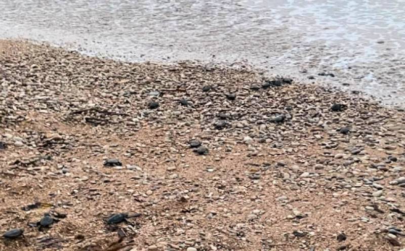 Seventy baby turtles hatched on a Costa Blanca beach on Sunday and most of them made it to the sea