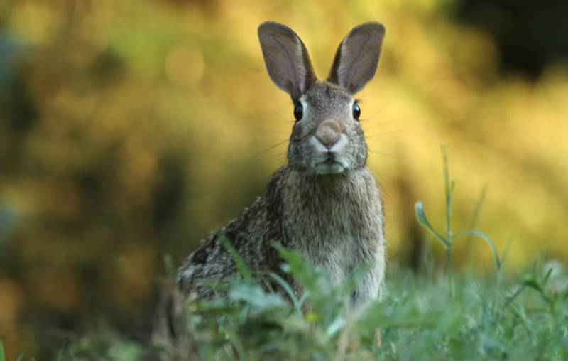 Rabbit numbers trigger hunting emergency across 12 Murcia municipalities