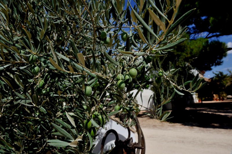 Almazara Deortegas olive oil affiliated to the Yecla Wine Route